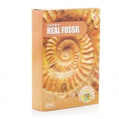 Fossilutgravingssett