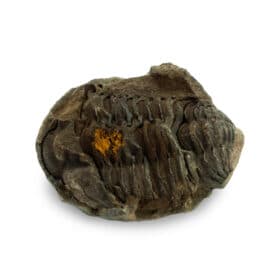 Trilobitt
