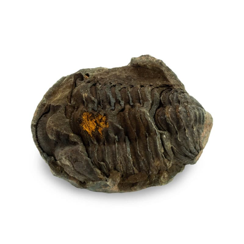 Trilobitt