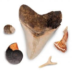 Fossiler
